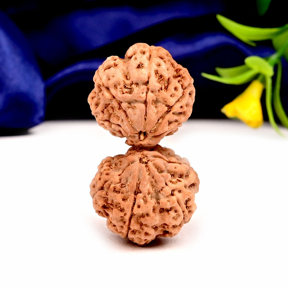 Gauri Shankar 10 Mukhi Large from Nepal - IV