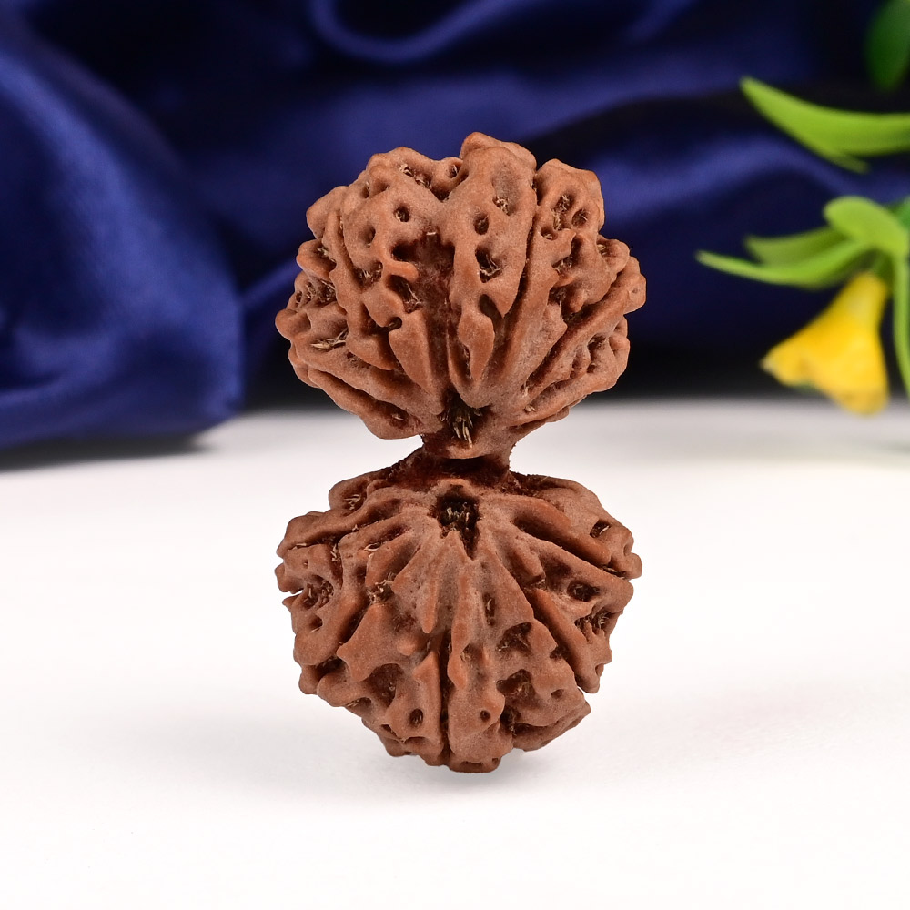 Gauri Shankar 10 Mukhi Large from Nepal - VII