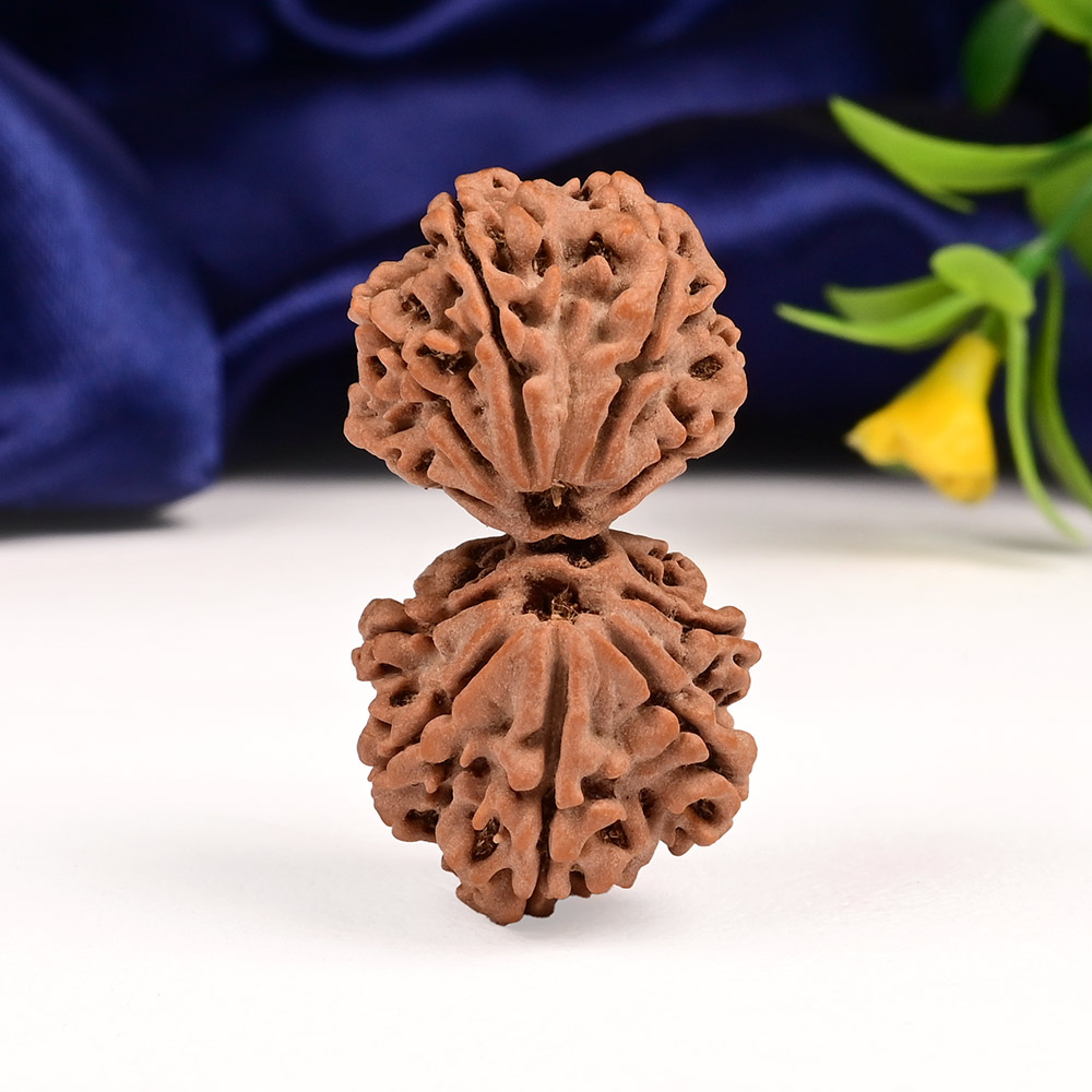 Gauri Shankar 10 Mukhi Large from Nepal - VIII