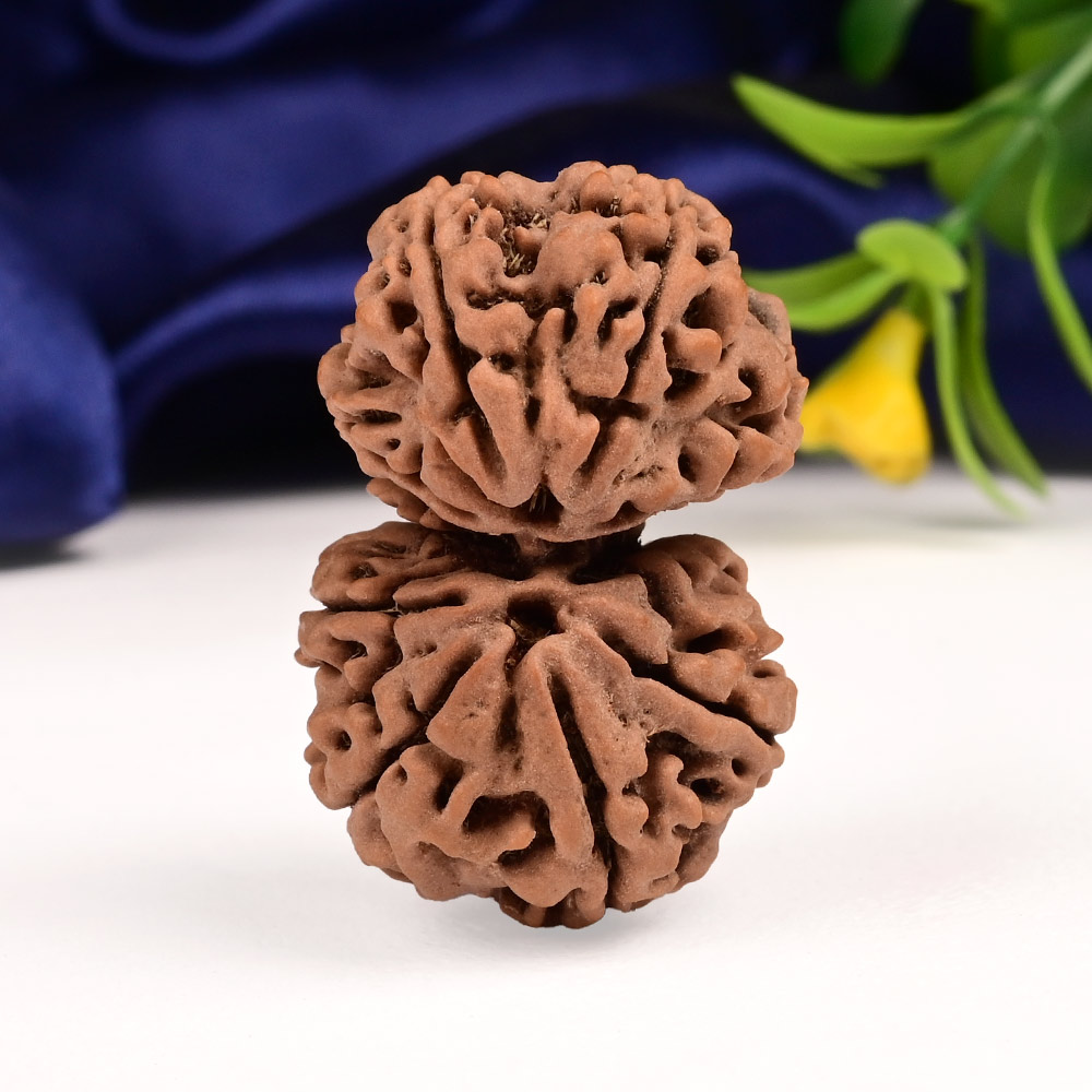 Gauri Shankar 10 Mukhi Large from Nepal - X