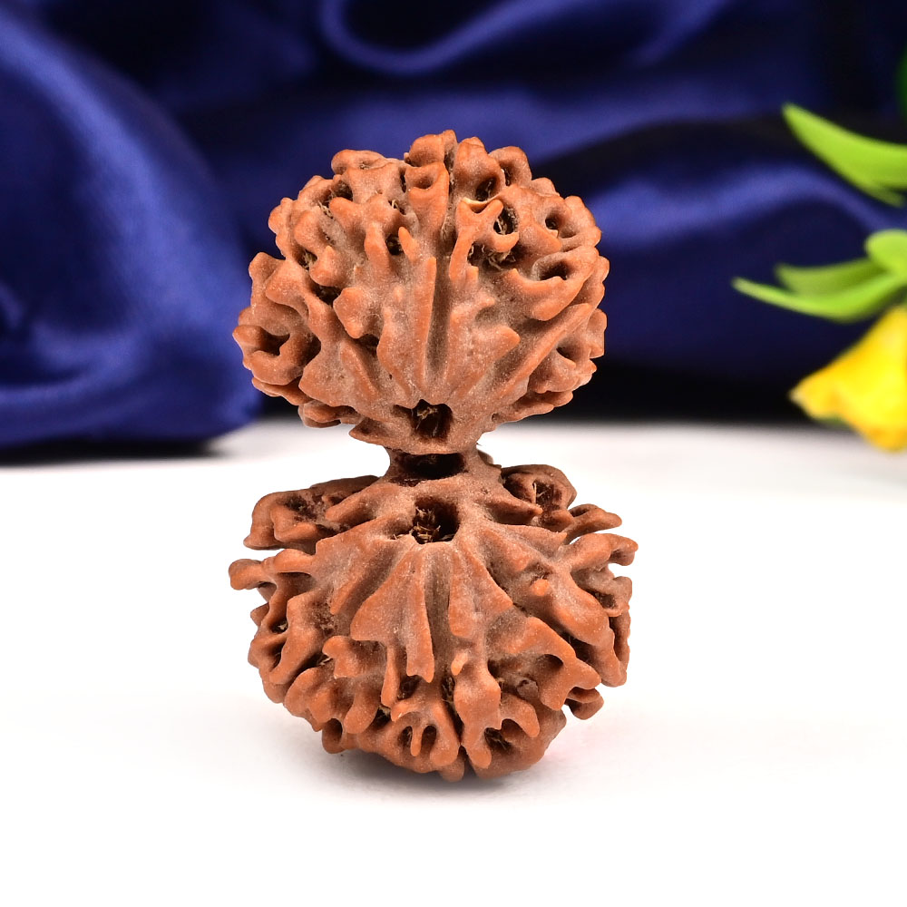 Gauri Shankar 10 Mukhi Large from Nepal - XIV