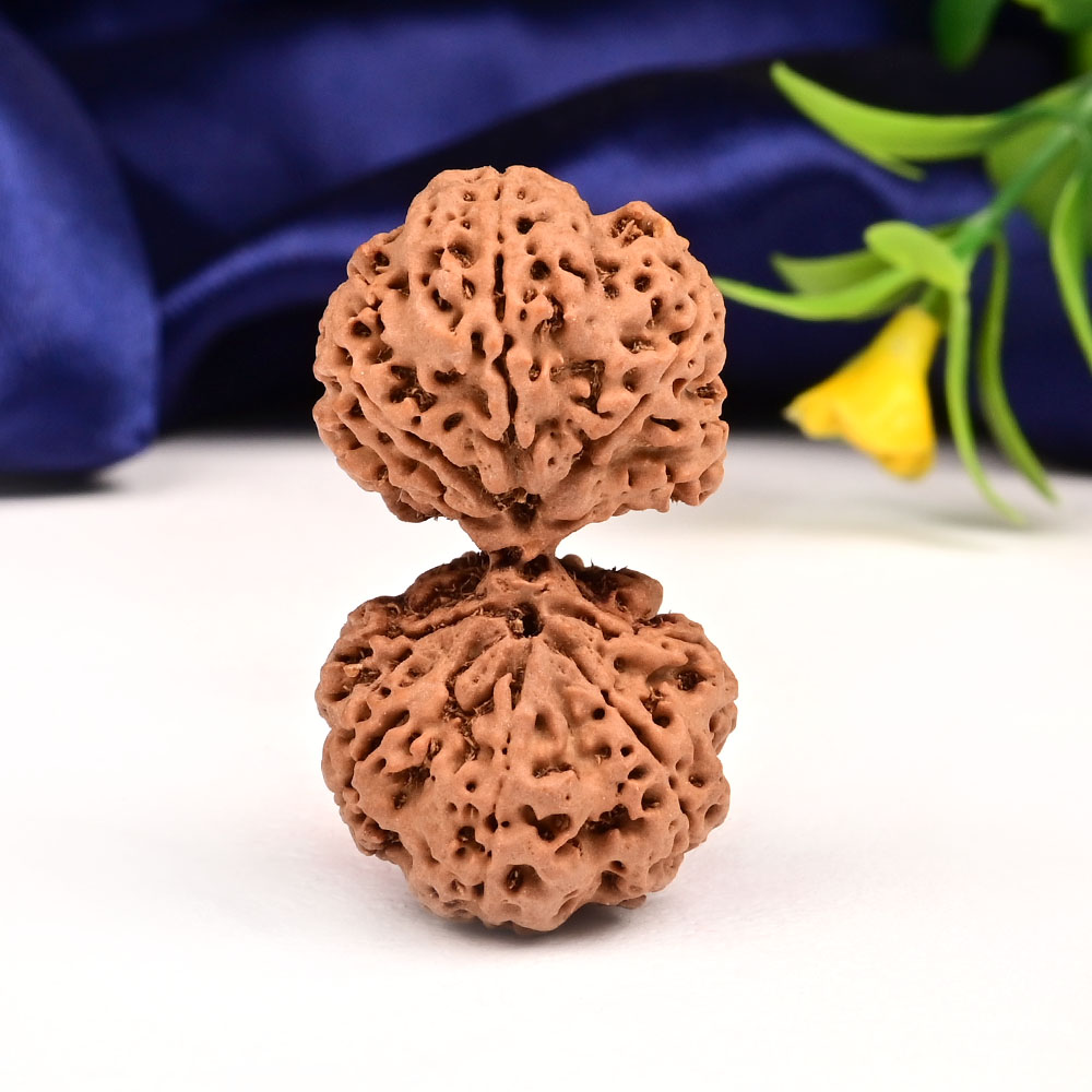 Gauri Shankar 10 Mukhi Large from Nepal - XV