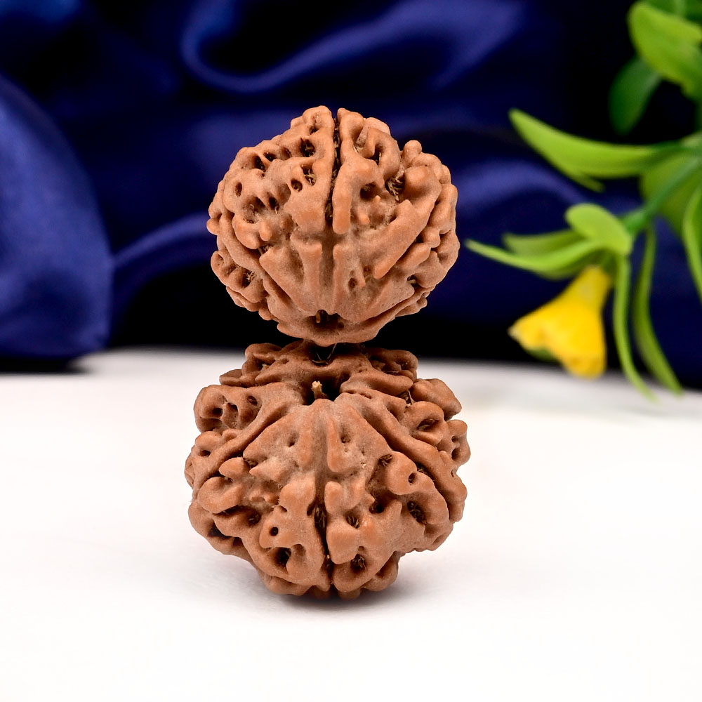 Gauri Shankar 10 Mukhi Large from Nepal - XVI