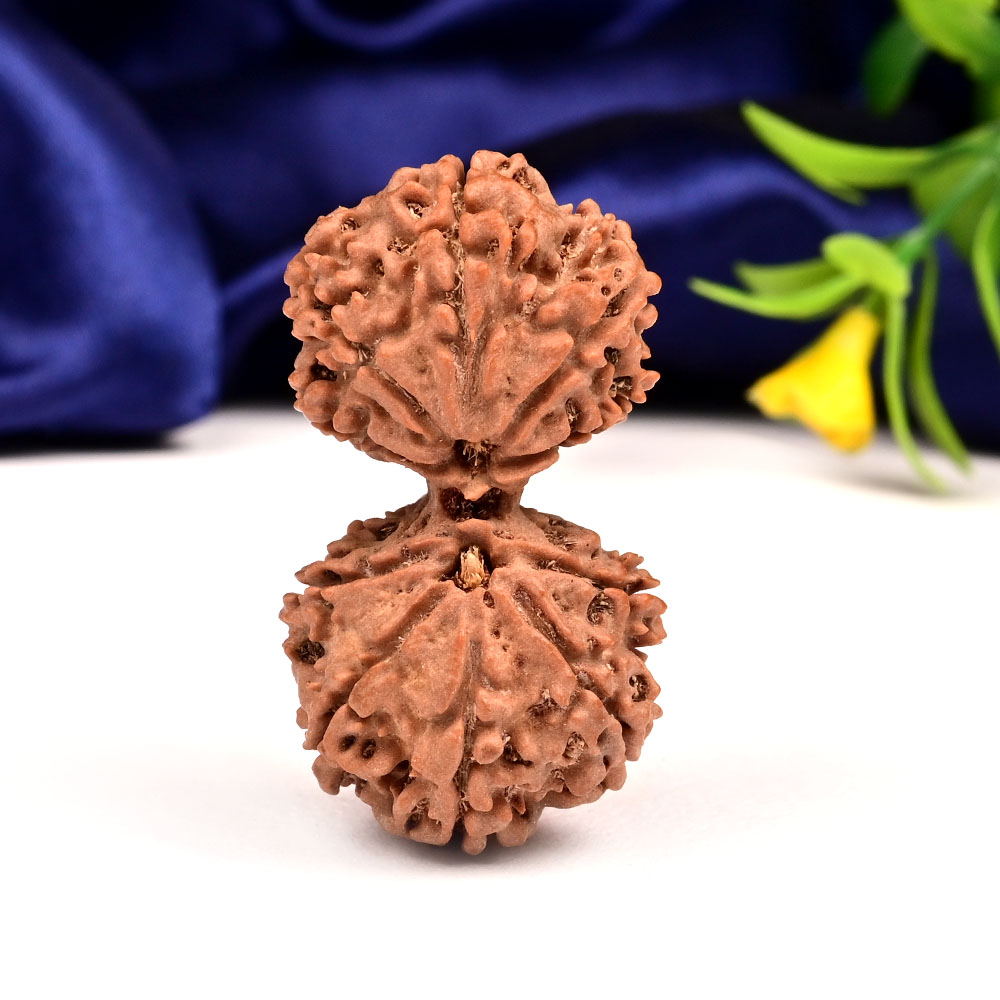 Gauri Shankar 10 Mukhi Large from Nepal - XVII