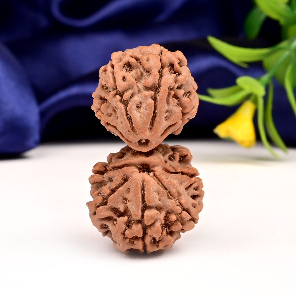 Gauri Shankar 10 Mukhi Large from Nepal - XVIII