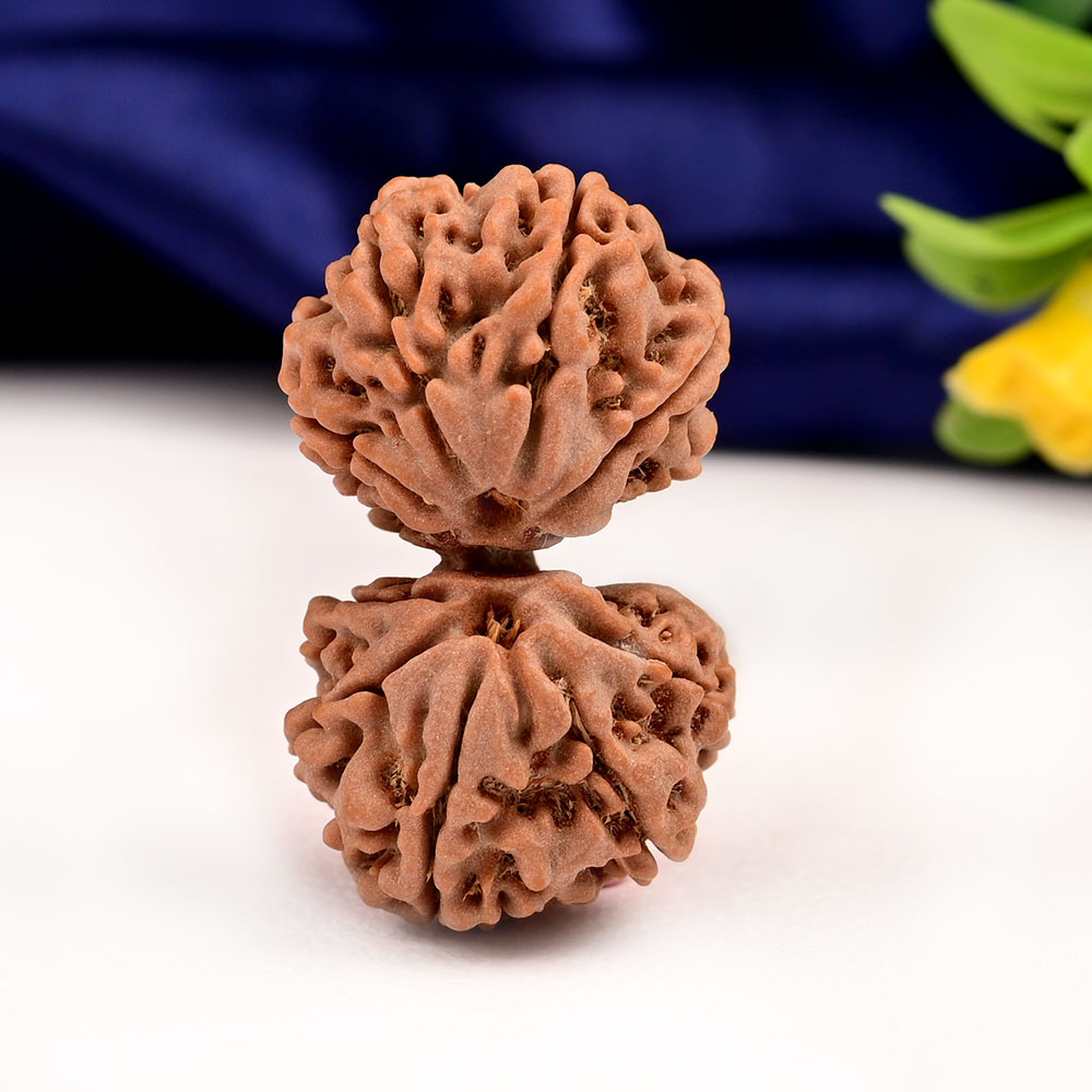 Gauri Shankar 11 Mukhi from Nepal - LIV