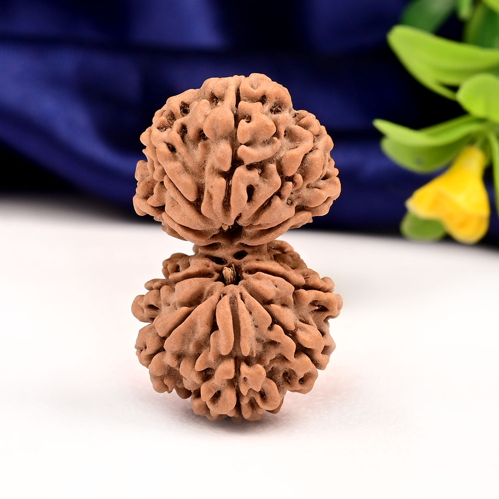 Gauri Shankar 11 Mukhi from Nepal - LV