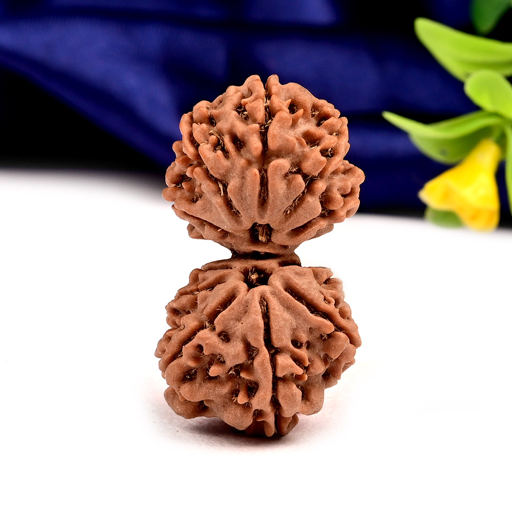 Gauri Shankar 11 Mukhi from Nepal - LVII