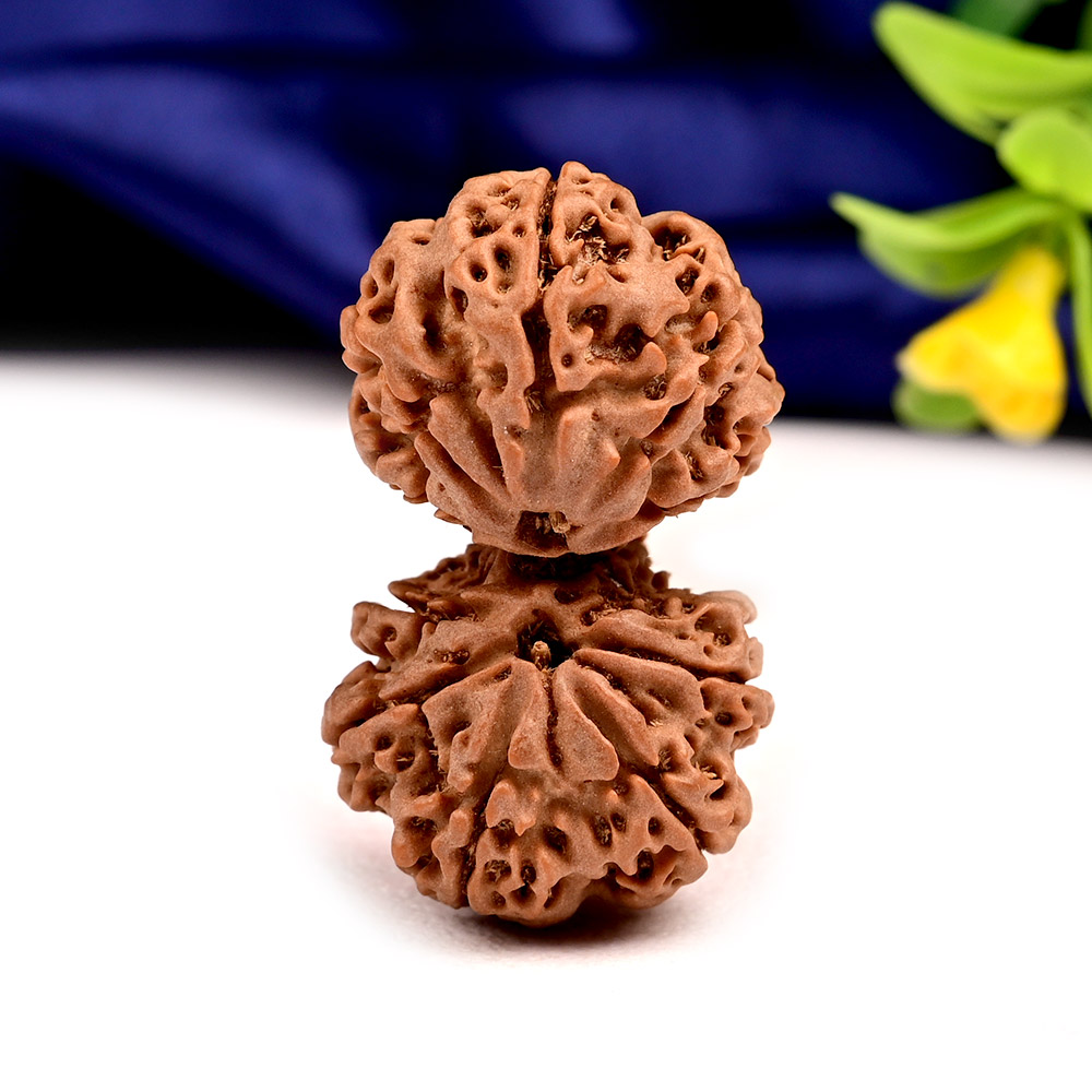 Gauri Shankar 11 Mukhi Large from Nepal - I