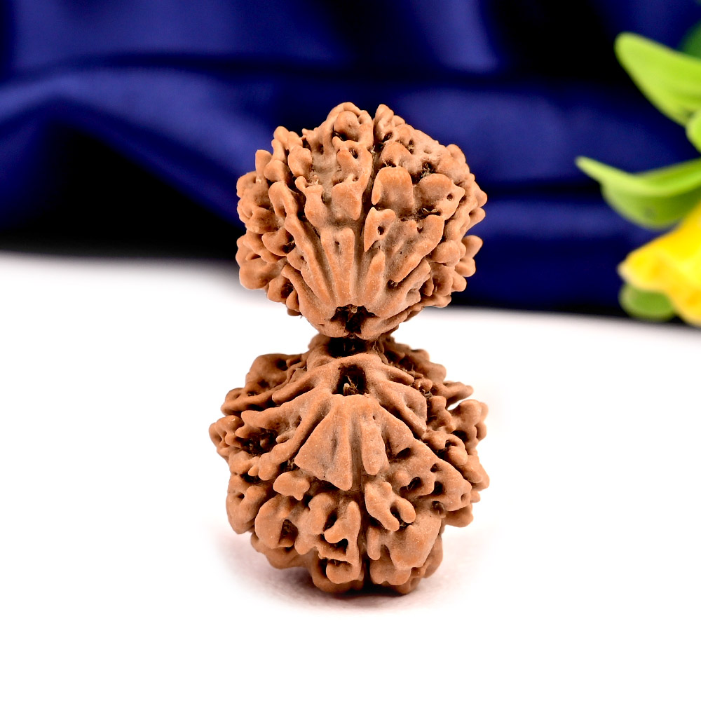 Gauri Shankar 11 Mukhi Large from Nepal - II