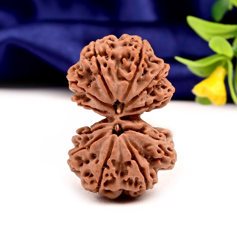 Gauri Shankar 11 Mukhi Large from Nepal - III