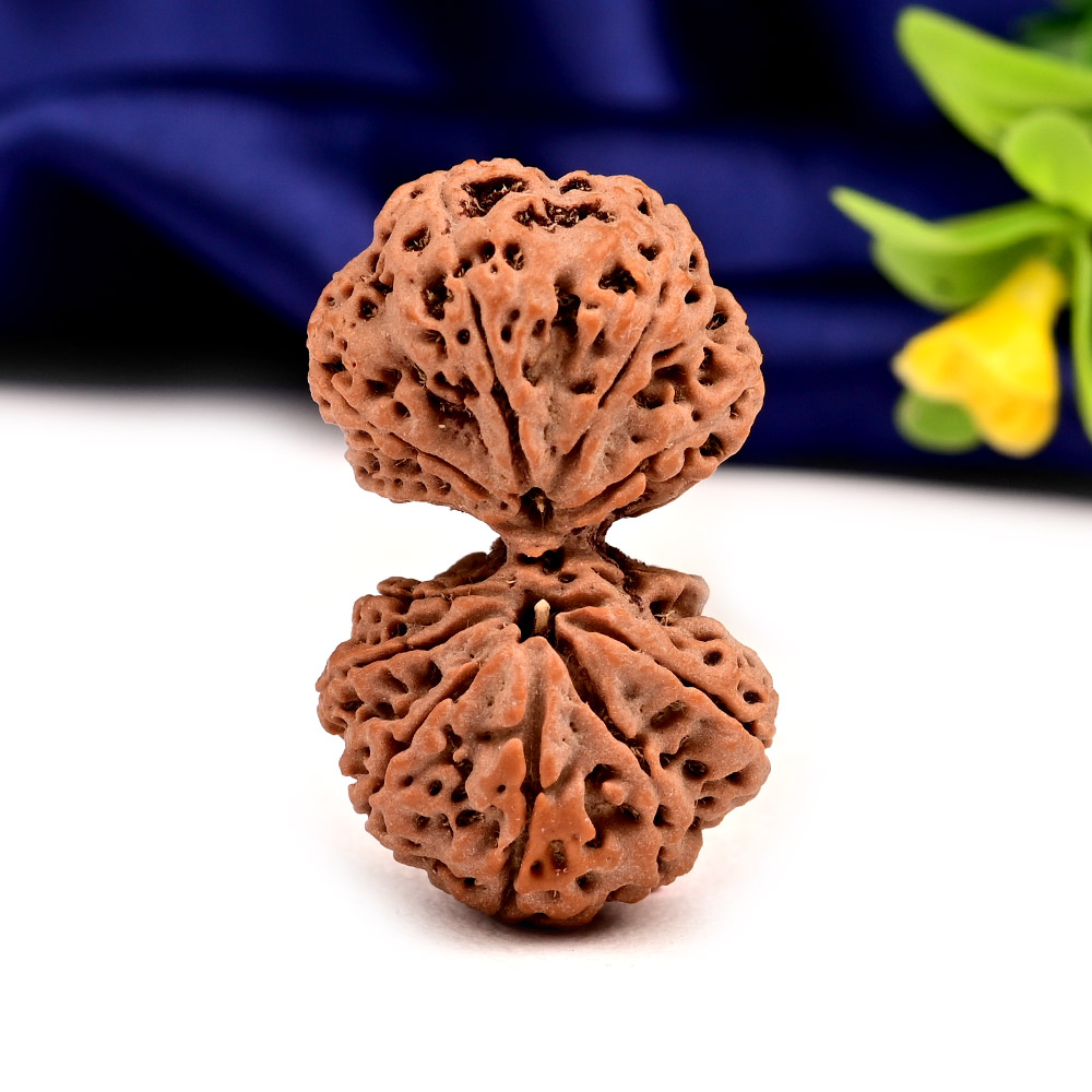 Gauri Shankar 11 Mukhi Large from Nepal - IV