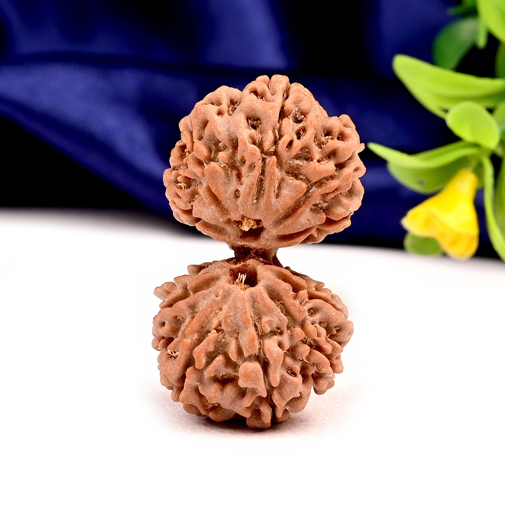 Gauri Shankar 11 Mukhi Large from Nepal - V