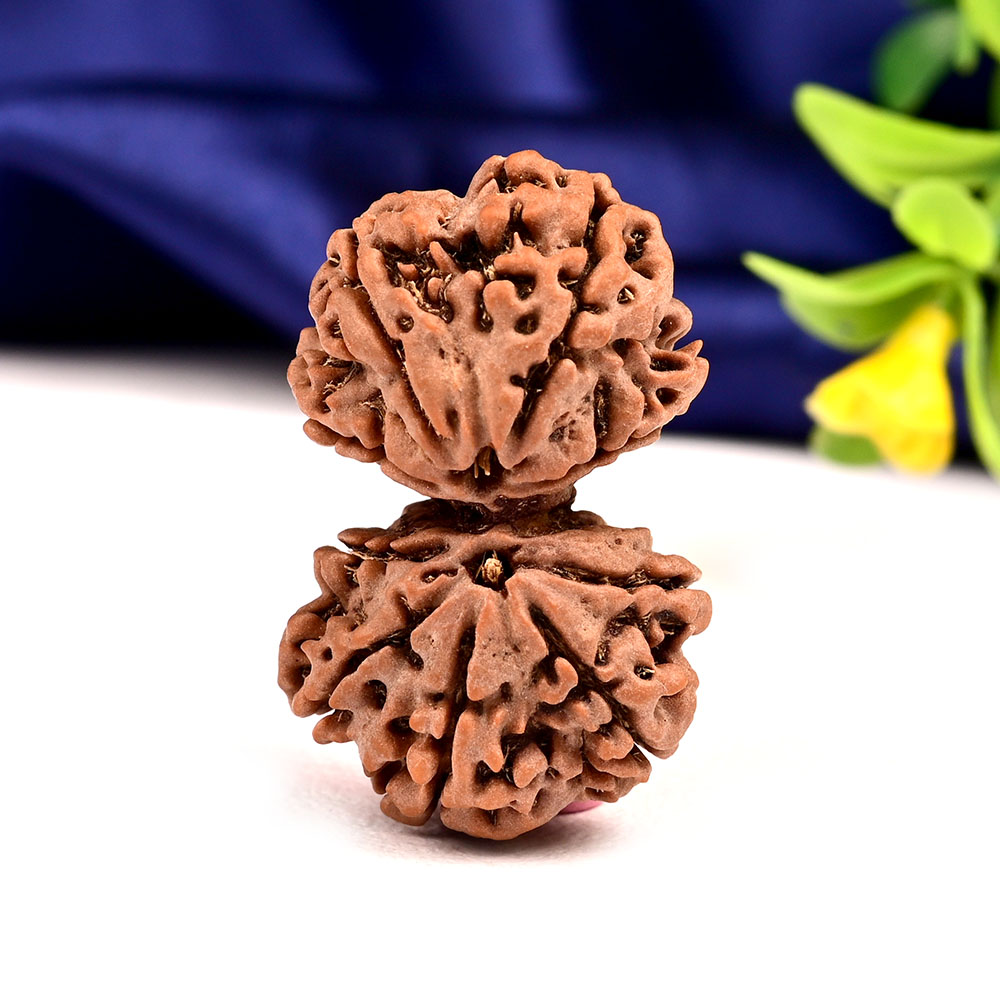 Gauri Shankar 11 Mukhi Large from Nepal - VI