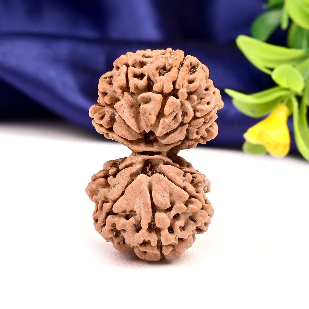 Gauri Shankar 11 Mukhi Large from Nepal - VIII