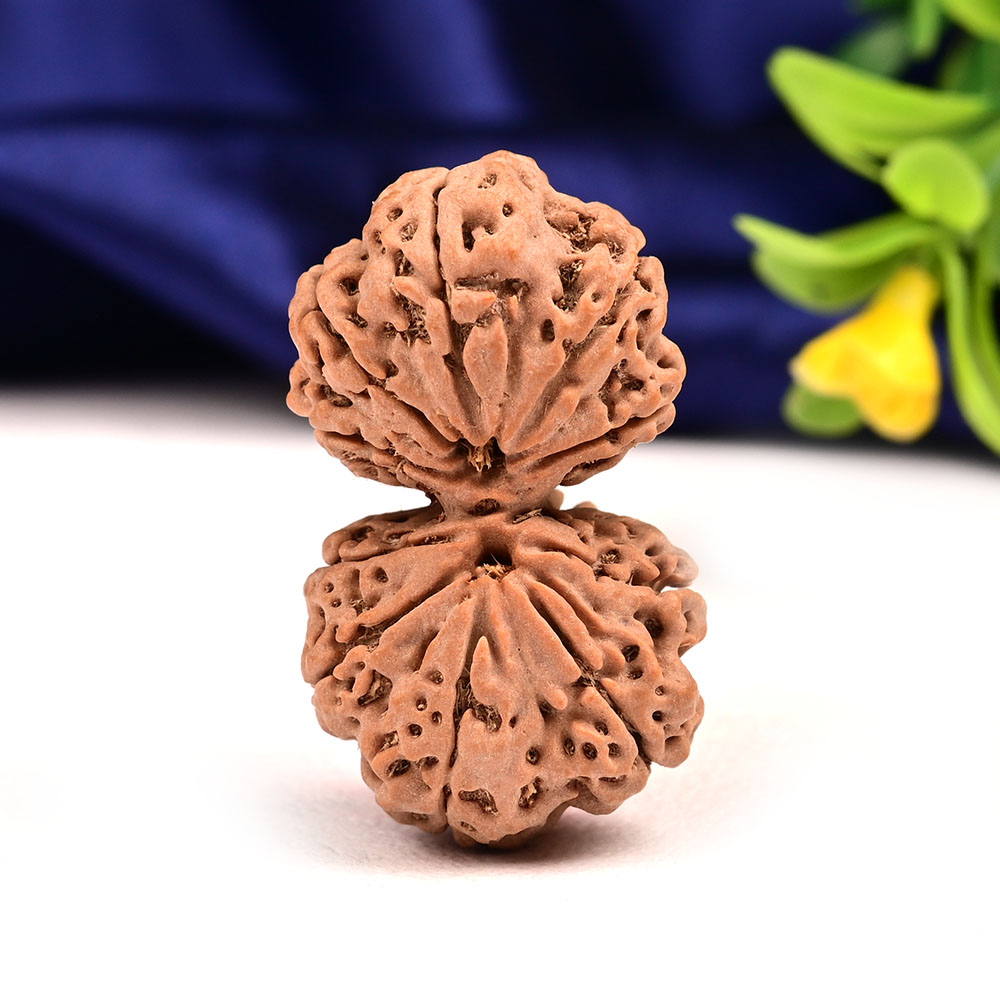 Gauri Shankar 11 Mukhi Large from Nepal - IX