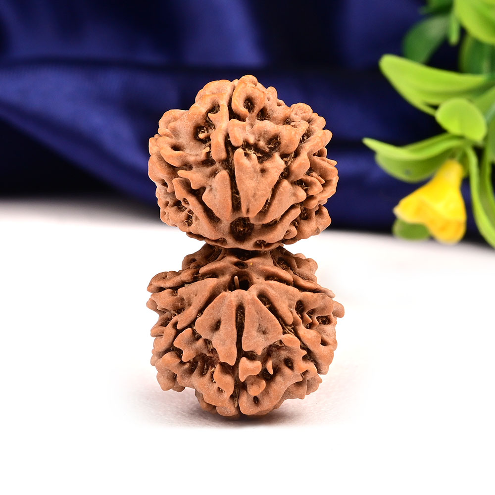 Gauri Shankar 11 Mukhi Large from Nepal - X