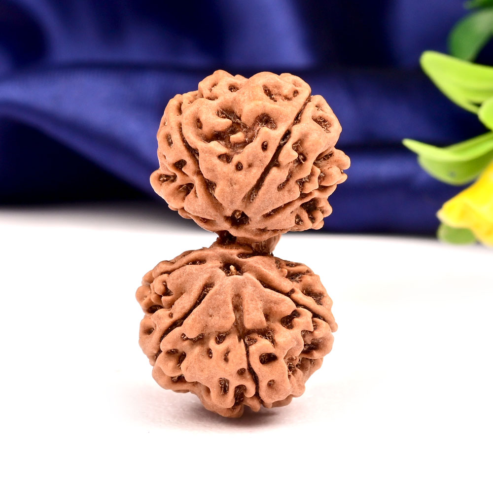 Gauri Shankar 11 Mukhi Large from Nepal - XI