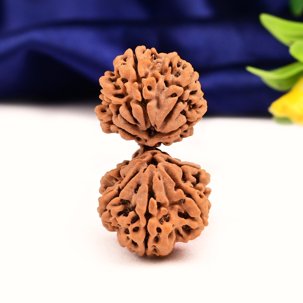 Gauri Shankar 11 Mukhi Large from Nepal - XIII