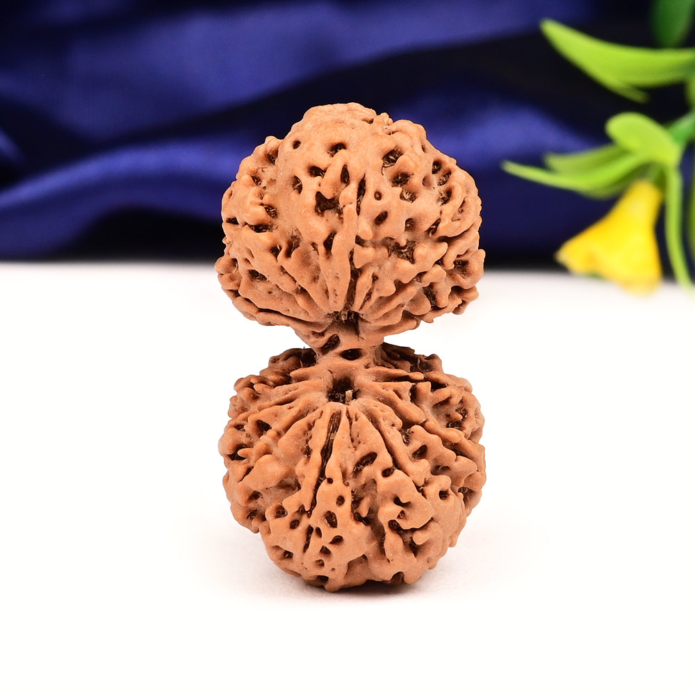 Gauri Shankar 12 Mukhi from Nepal - XVI