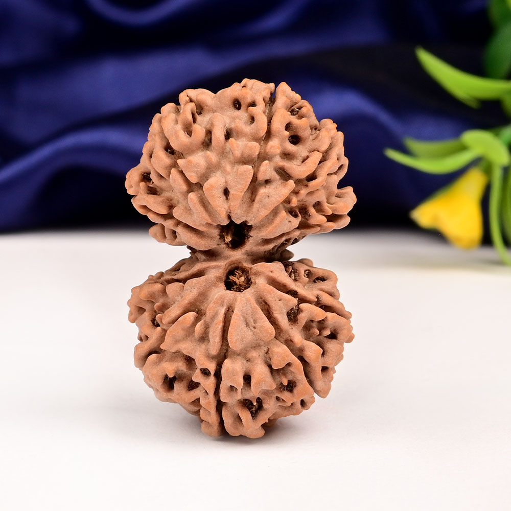 Gauri Shankar 12 Mukhi Large from Nepal - I