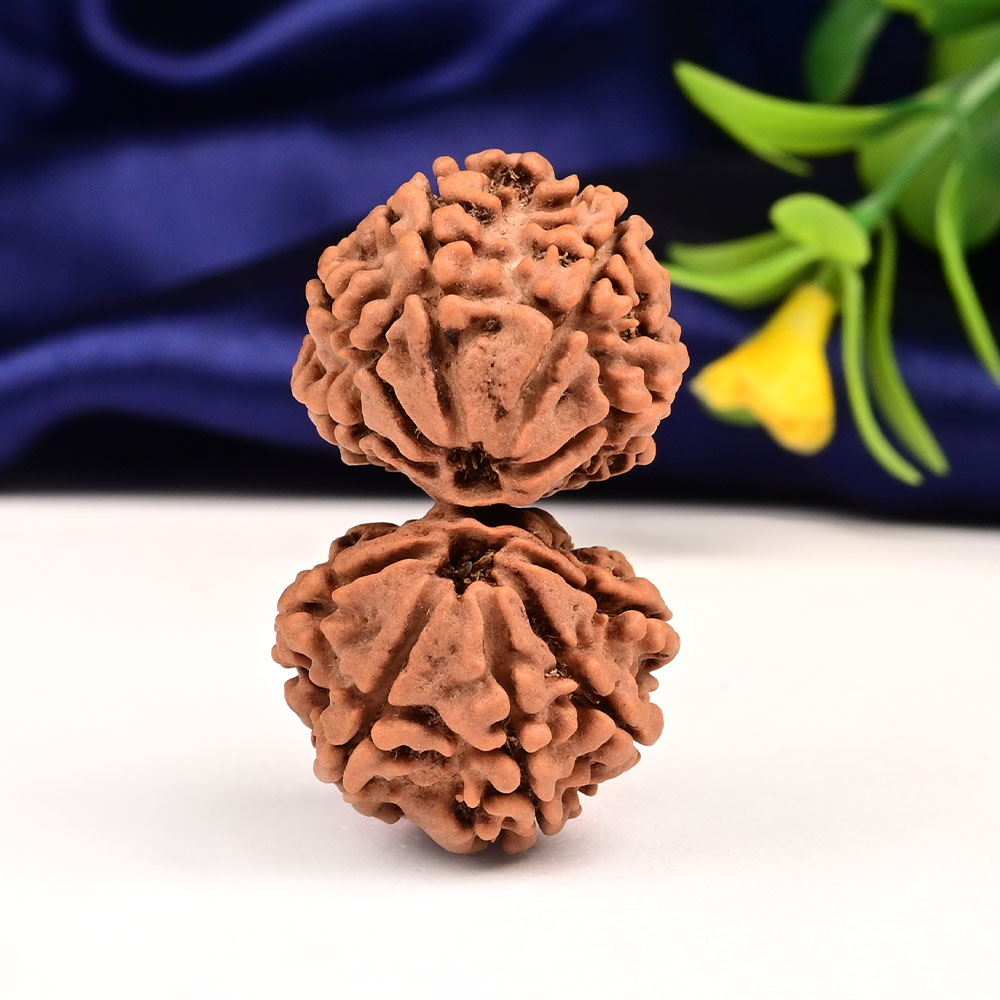 Gauri Shankar 12 Mukhi Large from Nepal - II