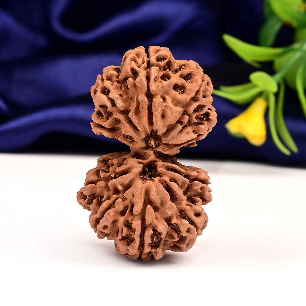 Gauri Shankar 12 Mukhi Large from Nepal - III