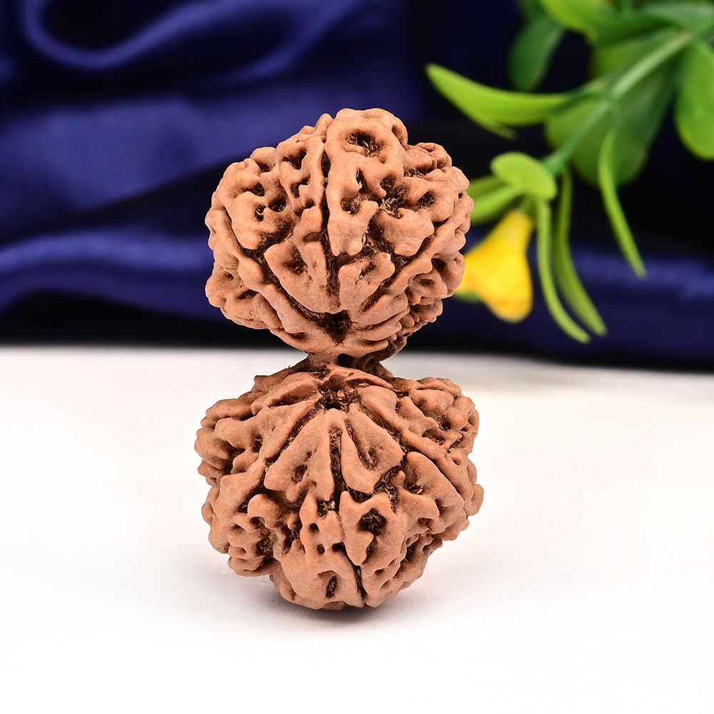 Collector Gauri Shankar 12 Mukhi from Nepal - VIII