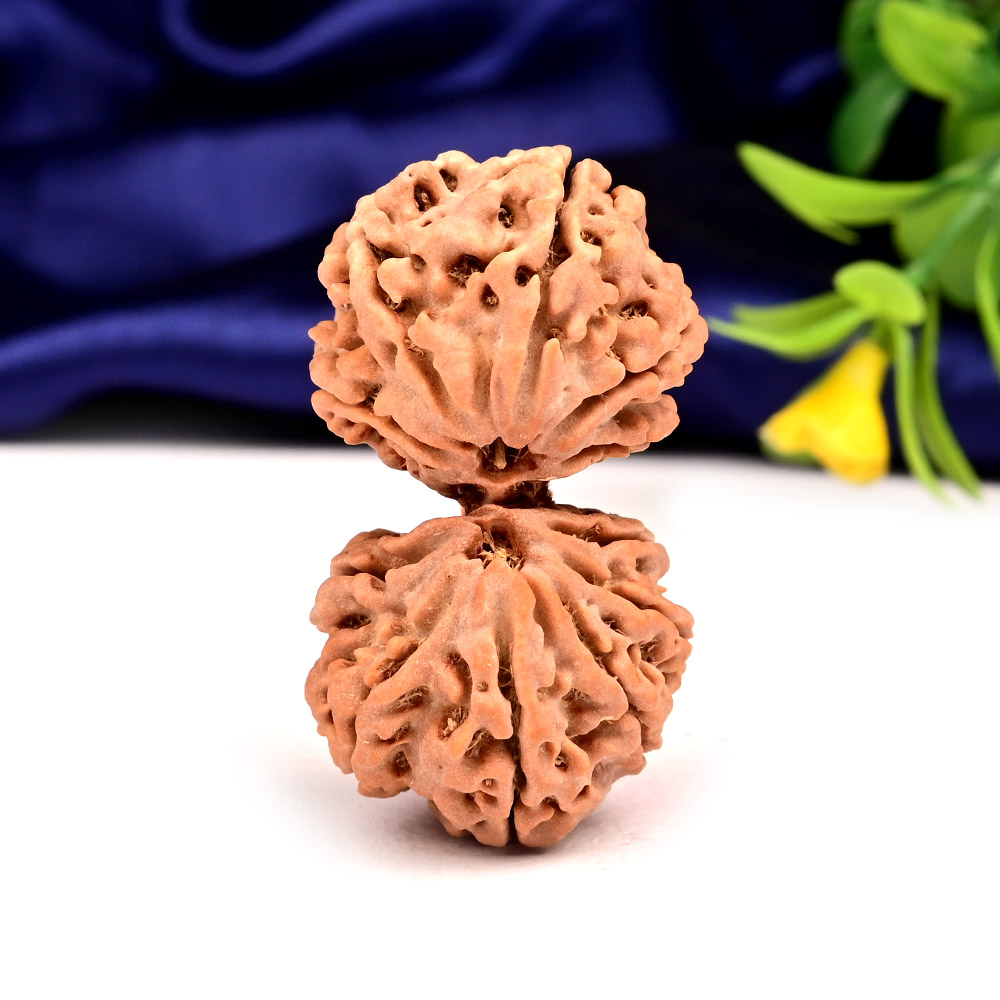 Collector Gauri Shankar 12 Mukhi from Nepal - X