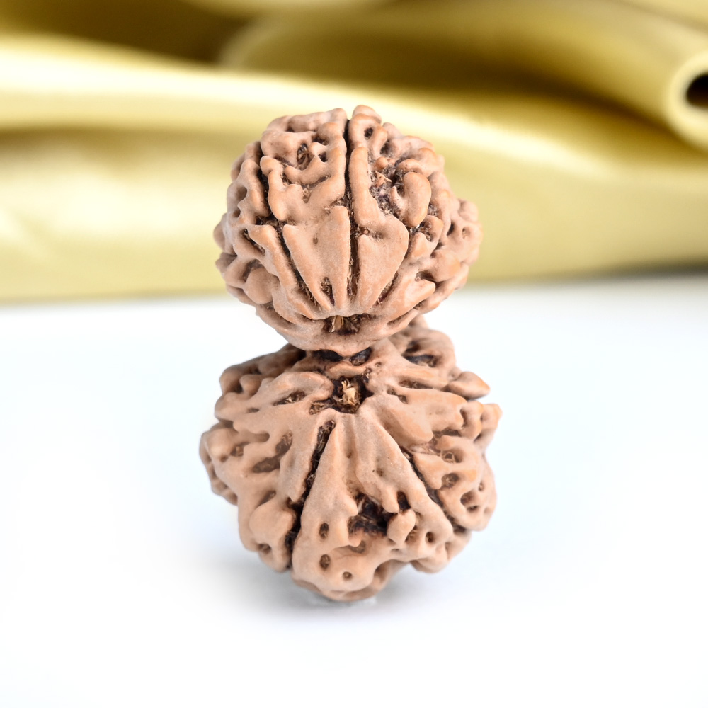 Gauri Shankar 9 Mukhi from Nepal - XLIII