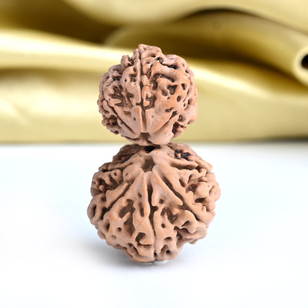 Gauri Shankar 9 Mukhi Large from Nepal - XIX