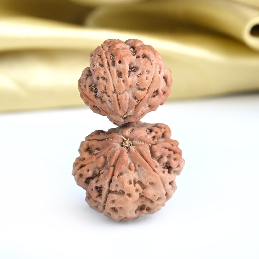 Gauri Shankar 10 Mukhi Large from Nepal - XXVI