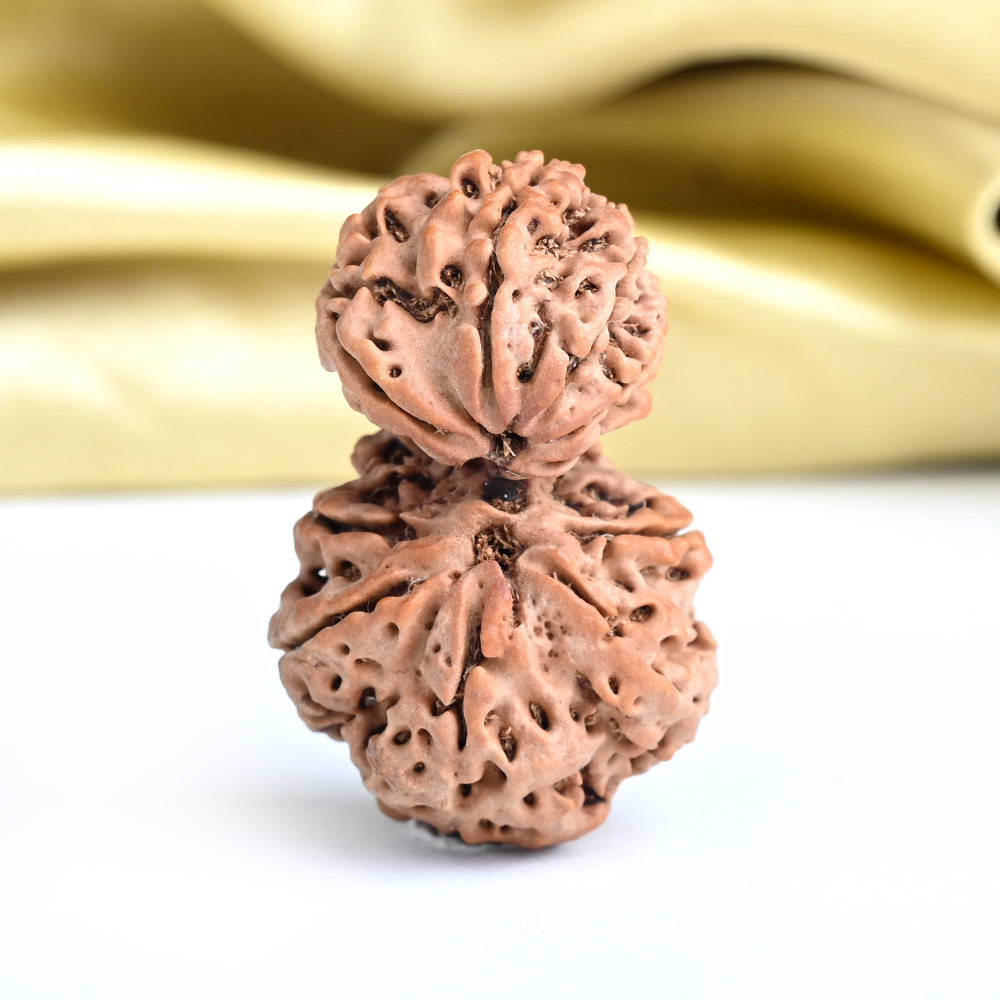 Gauri Shankar 11 Mukhi Large from Nepal - XIX
