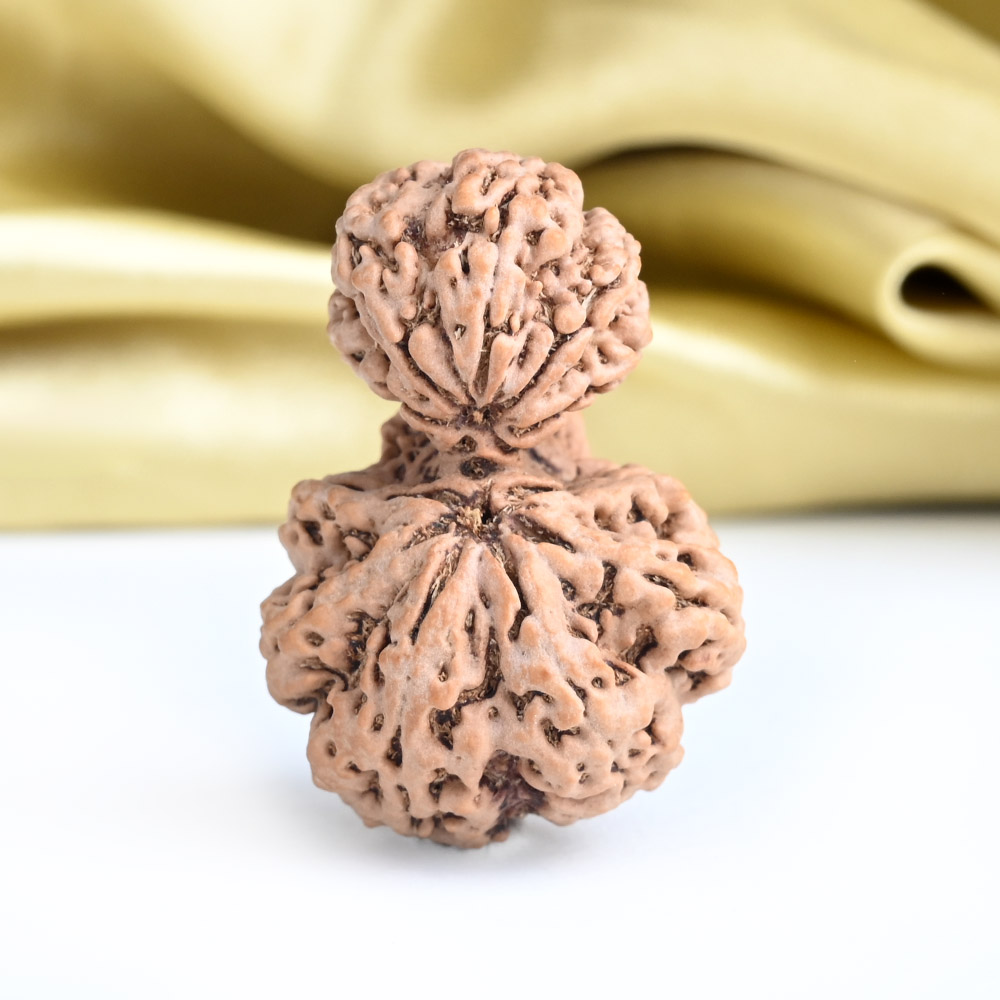 Collector Garbh Gauri 10 Mukhi from Nepal - I