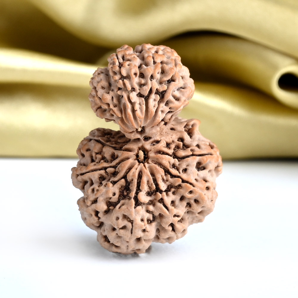 Collector Garbh Gauri 13 Mukhi from Nepal - II