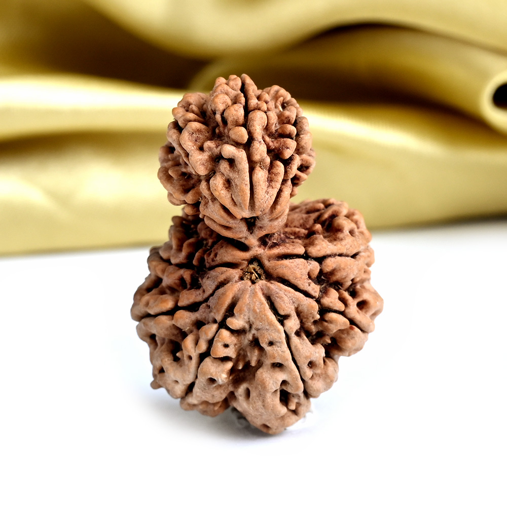 Garbh Gauri 13 Mukhi from Nepal Large - I
