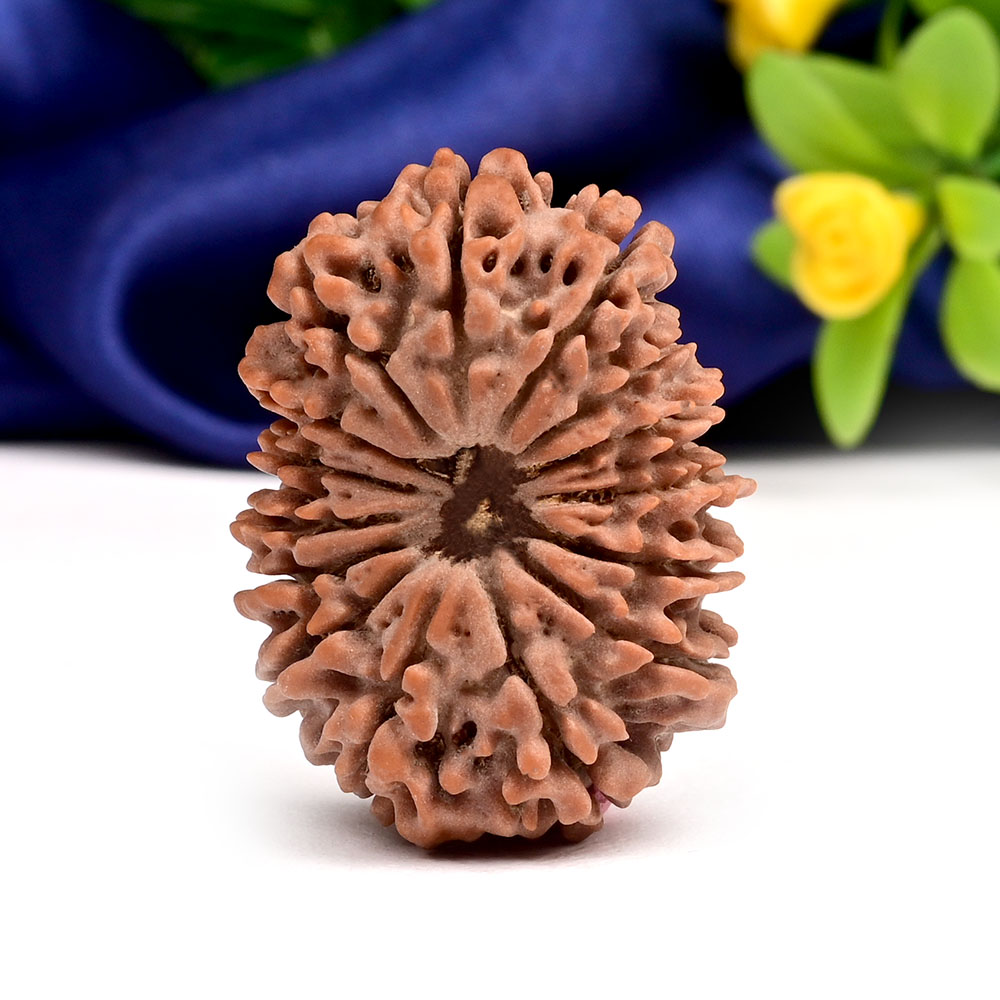 Collector Fifteen Mukhi from Nepal VIII