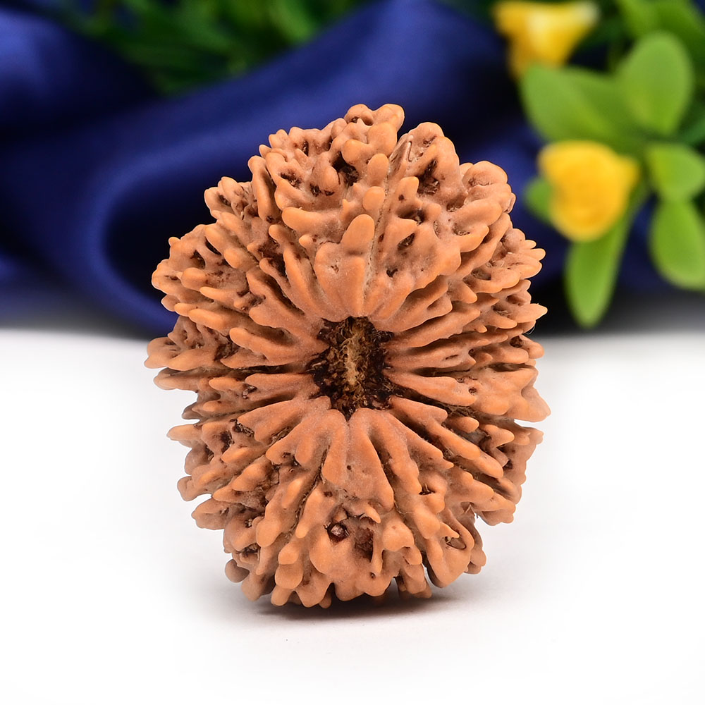 Collector Fifteen Mukhi from Nepal XV