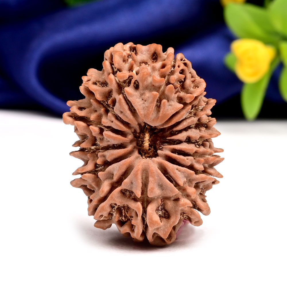 Collector 15 Mukhi from Nepal - XLV