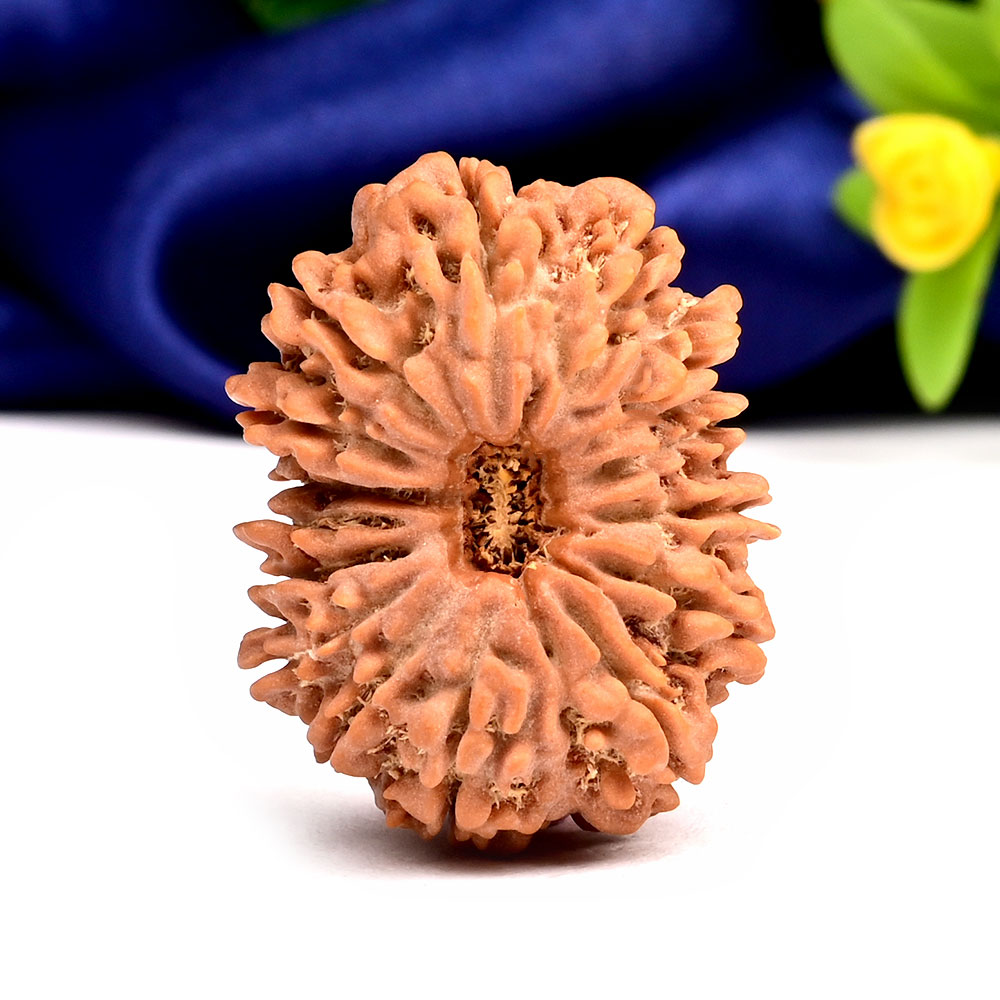 Collector 15 Mukhi from Nepal - LV