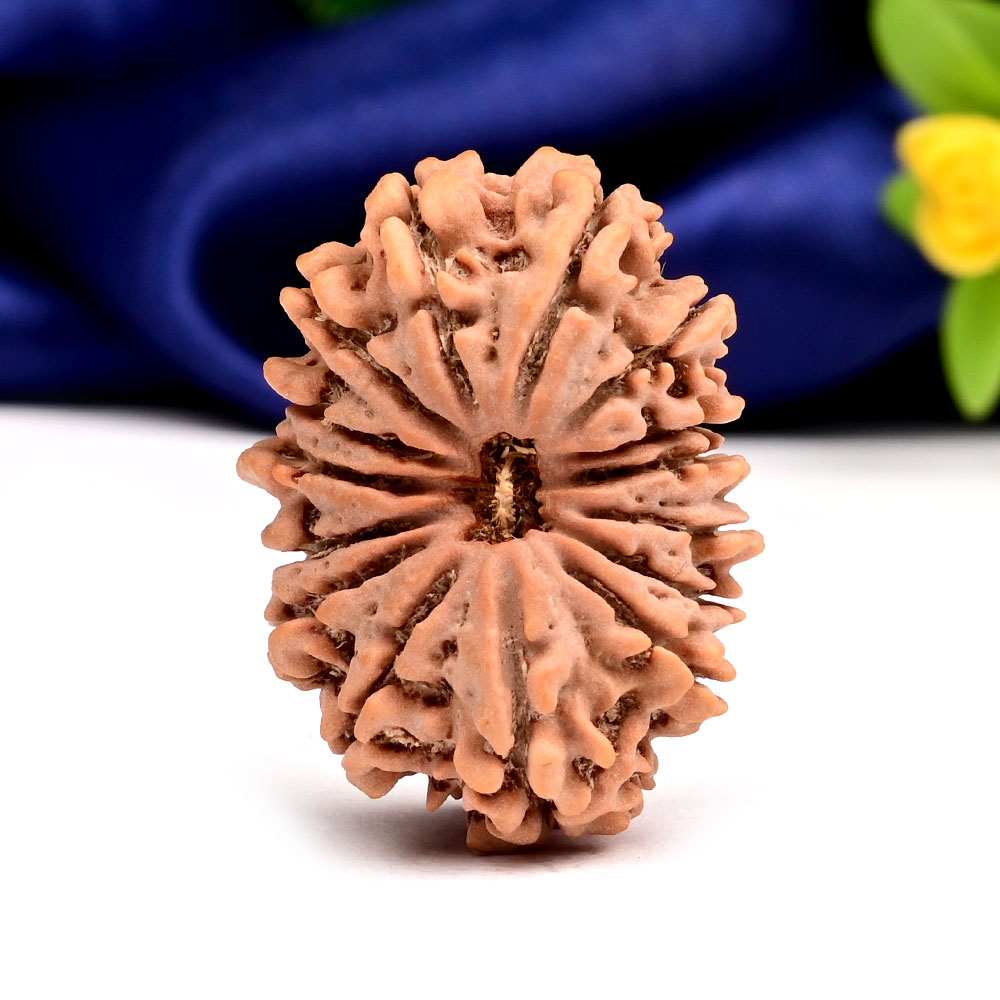 15 Mukhi from Nepal Large - XXXVI