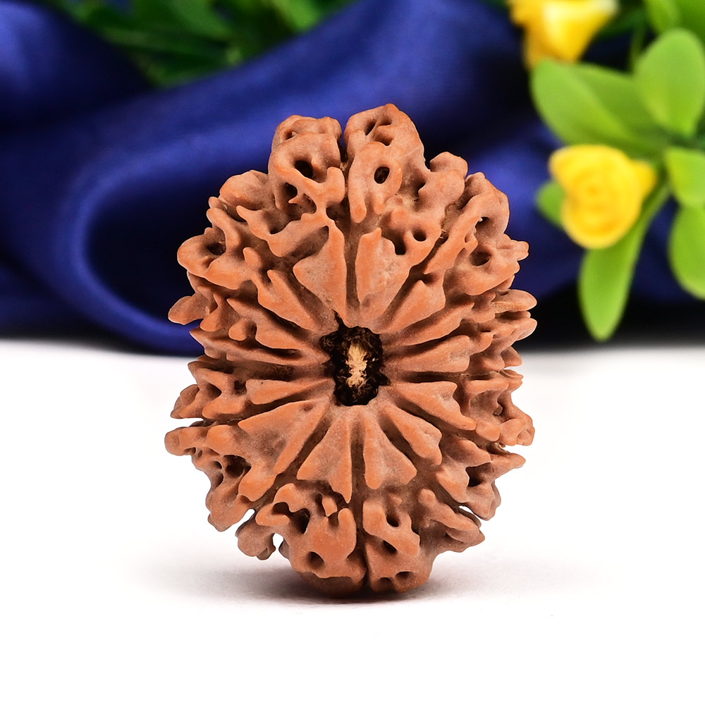 Super Collector Fourteen Mukhi - XIX