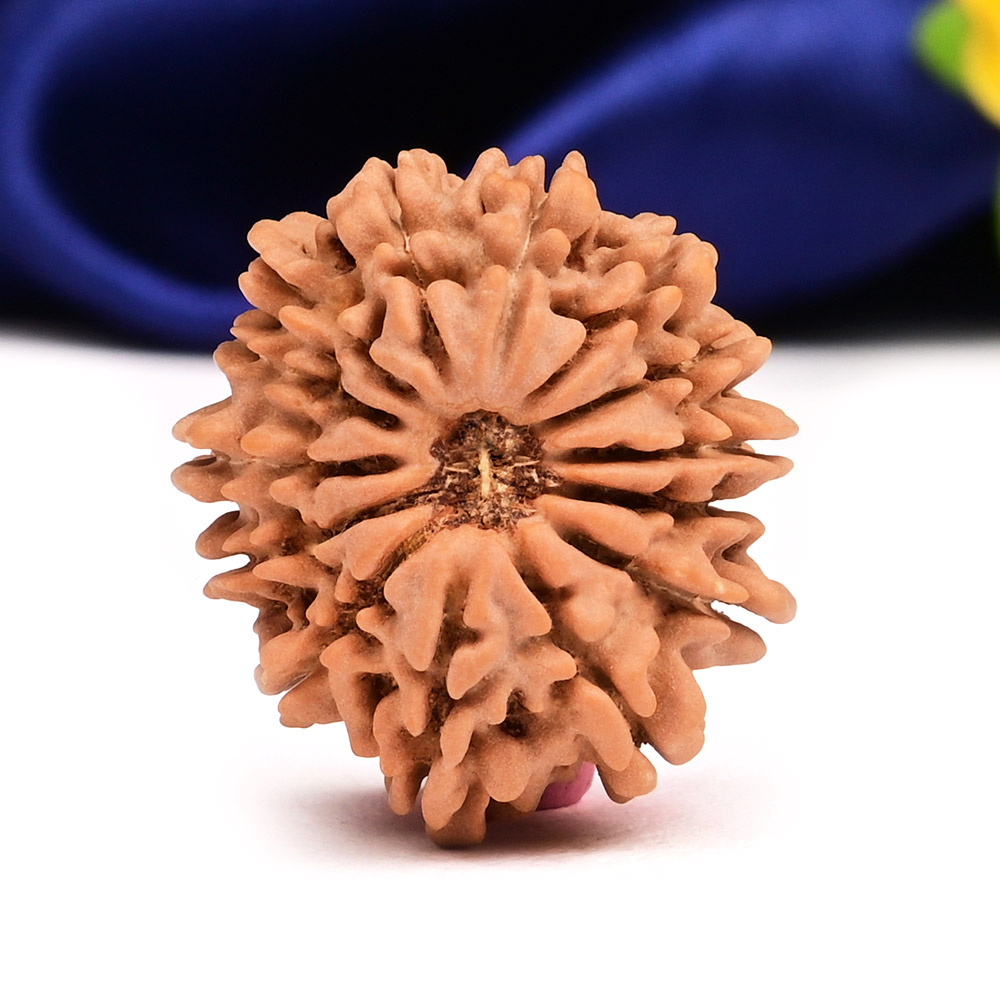 14 Mukhi from Nepal Small - CLXXXVI
