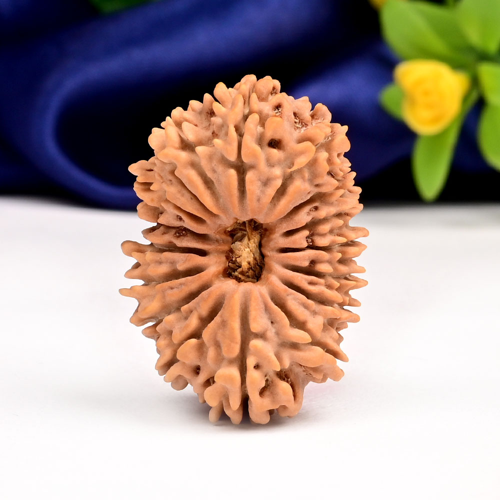Collector Seventeen Mukhi from Nepal LXII