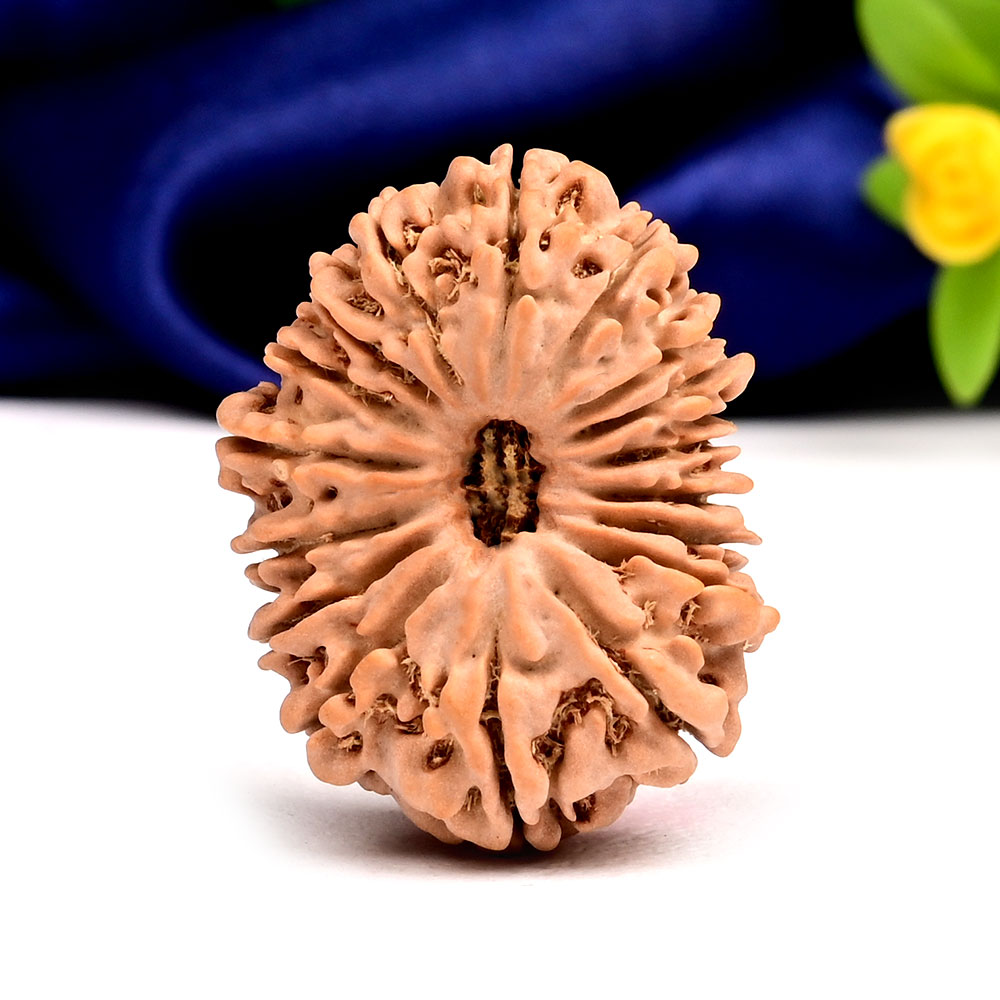 Collector 17 Mukhi from Nepal - LXIX