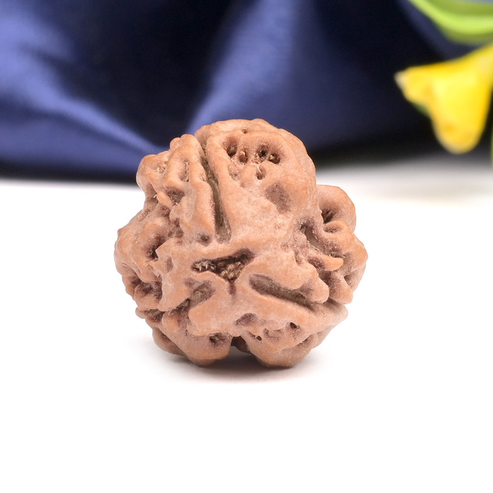 Collector 3 Mukhi Nepal - CCCXXXVI