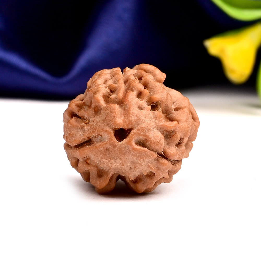 Collector 3 Mukhi Nepal - CCCXXXVIII