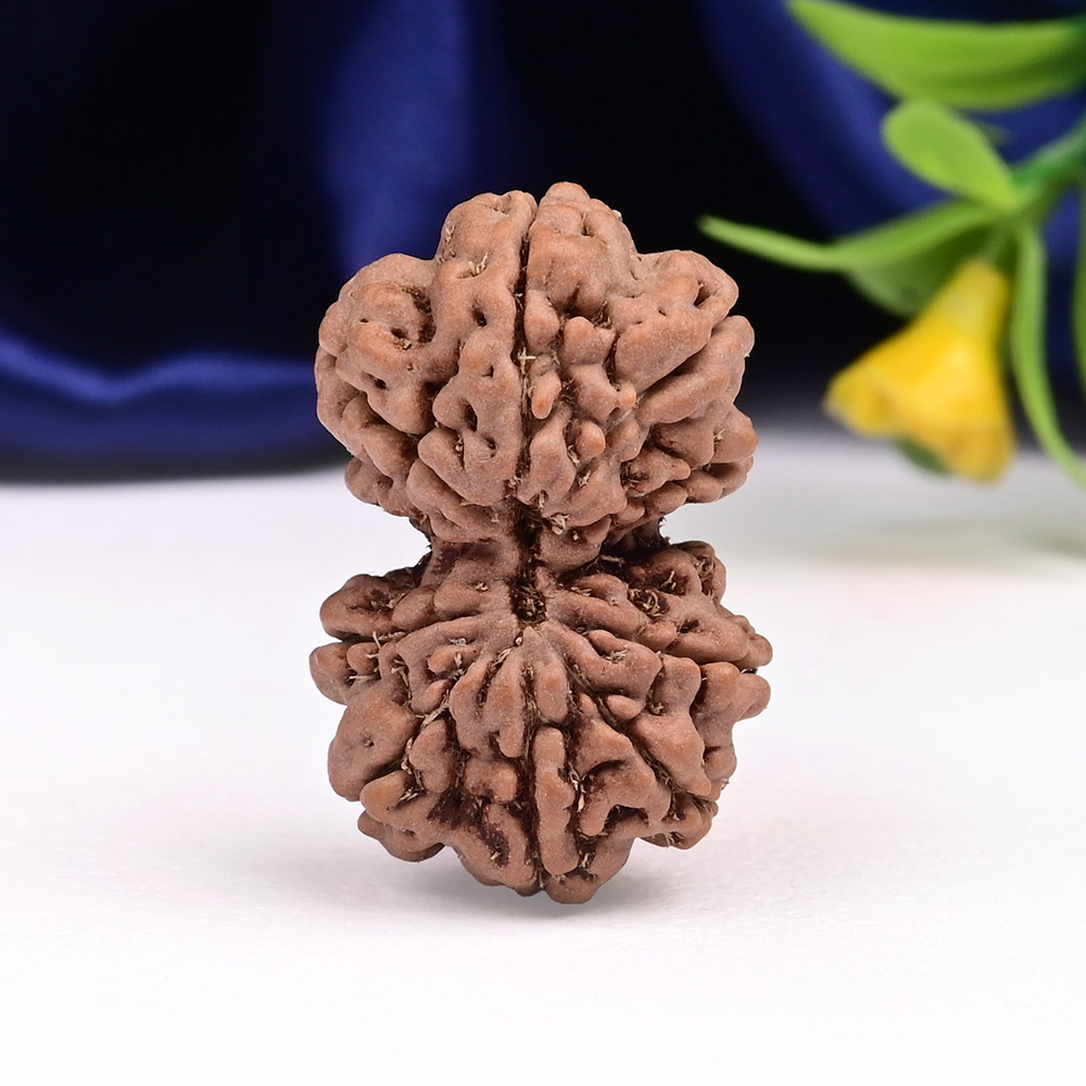 Gauri Shankar 11 Mukhi from Java Indonesia Large - III