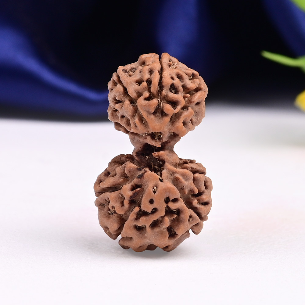 Gauri Shankar 11 Mukhi from Java Indonesia Large - IV