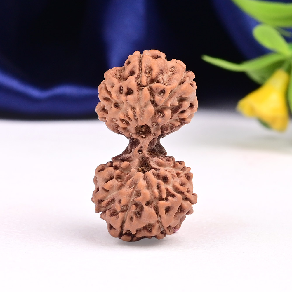 Gauri Shankar 12 Mukhi from Java Indonesia Large - I